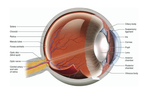 Eyeball (Viva) - Emedicodiary