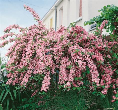 Weigela florida 'Rosea' - BambooPlants.ca