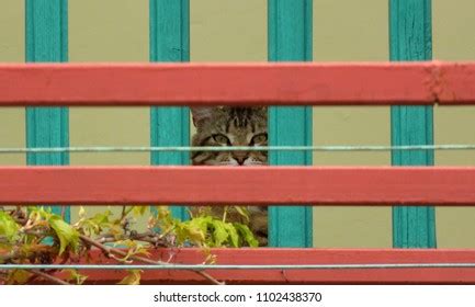 204 Cat Hiding Behind Fence Images, Stock Photos & Vectors | Shutterstock