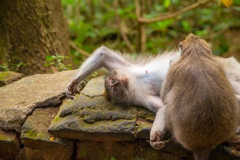 Funny Macaque Monkeys in the Monkey-forest Stock Photo - Image of bali, sacred: 154073580