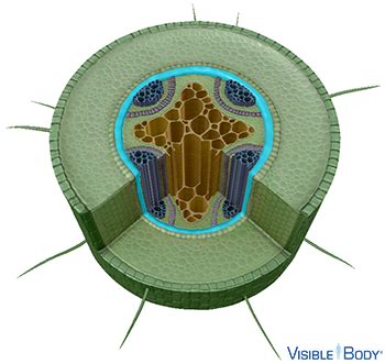 Glossary: Dicot Plants