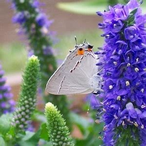 Veronica Spicata 'sunny Border Blue' Flowers Perennial Live Plant ...