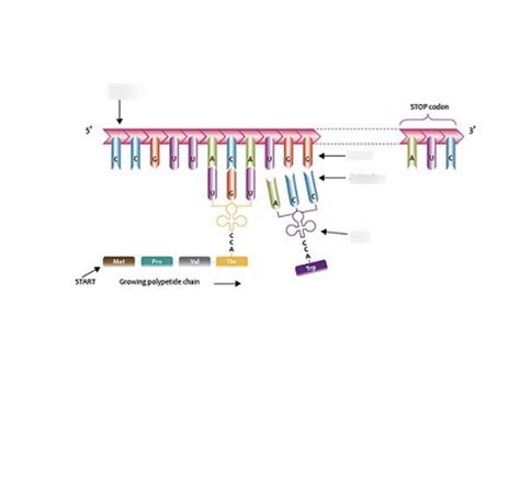 Codons and Anticodons Diagram | Quizlet