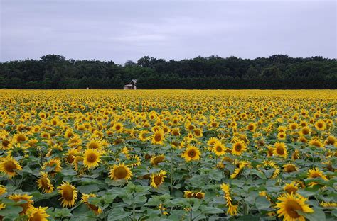 Pennsylvania sunflower fields and festival hit their peak - pennlive.com