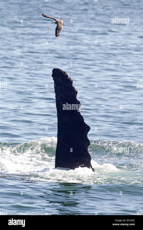 Humpback Whale Flipper Stock Photo - Alamy