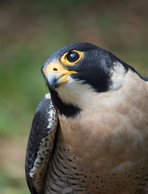 Raptor Power: Discover Birds of Prey - CuriOdyssey