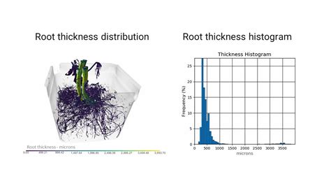 Tomato Plant Root System Analysis by X-ray CT