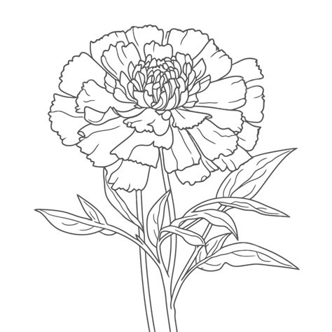 Carnations Coloring Coloring Pages Beautiful Carnation Coloring Pages Outline Sketch Drawing ...