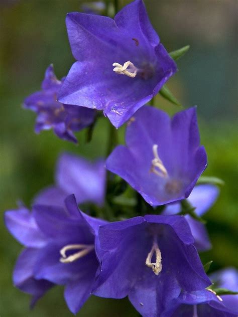 Campanula Bellflower Care – Conditions For Growing Bellflowers