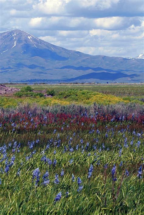 Camas Prairie in Bloom Photograph by Michelle Halsey - Fine Art America