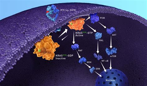 KRAS G12C Inhibition in Non-Small Cell Lung Cancer