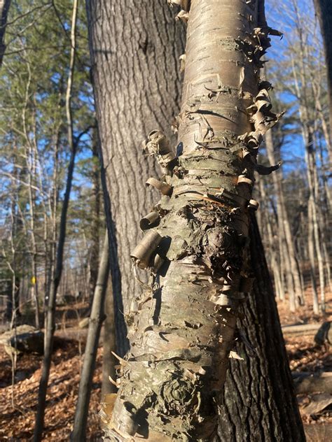 Yellow Birch | Bates Canopy | Bates College