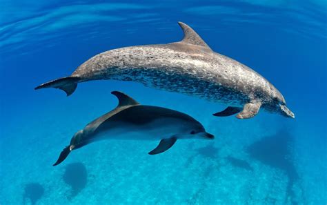 Image result for pantropical spotted dolphin | Dolphins, Beautiful sea creatures, Marine mammals