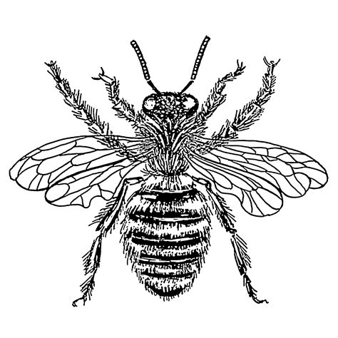Bee Line Drawing - ClipArt Best