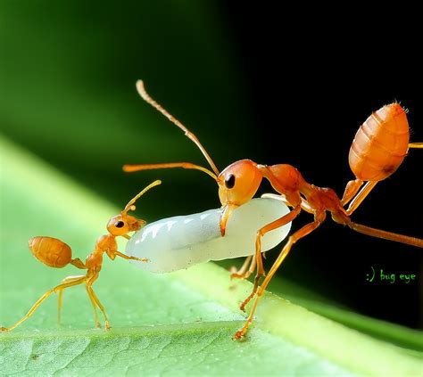 i help,mom | fire ant,red ant,weaver ant, green ant, green t… | Flickr