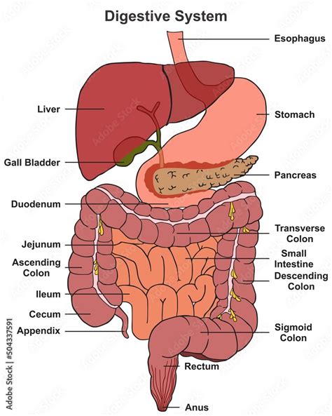 Human digestive system tract anatomy structure and parts infographic ...