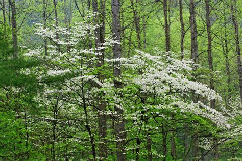 Flowering Dogwood Trees in forest, Great Smoky Mountains National Park, Tennessee. Cornus ...