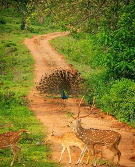 Bandipur National Park Karnataka - India | National parks, Amazing ...