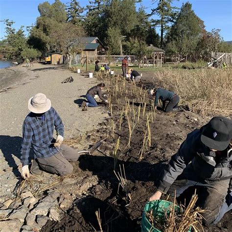 Shaw Island project restores beach to natural state - Salish Current