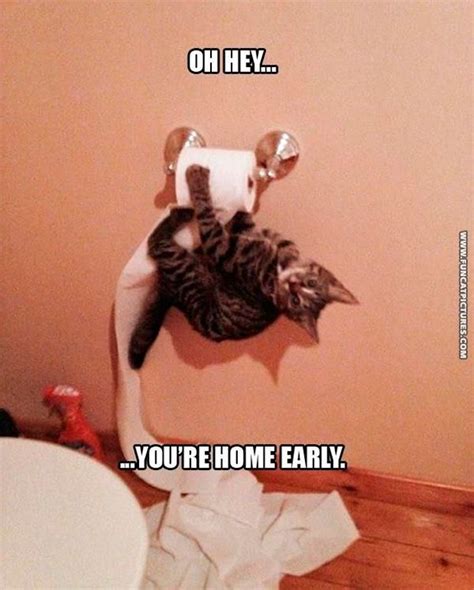 What cat owners comes home to | Funny animals, Funny animal quotes, Funny cats