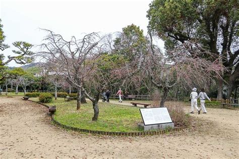 Cherry Blossom Reports 2024 - Matsuyama: Blossoms Opening