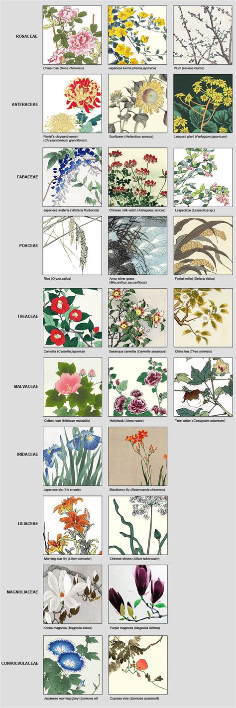 Plant Families Blog of the Reader Collection of Japanese Flower and ...