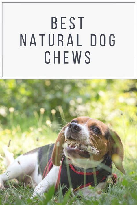 Best Natural Dog Chews | Natural dog chews, Natural dog, Dog chews