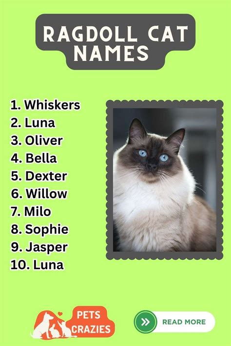 150+ Ragdoll Cat Names (Stand Out Choices)