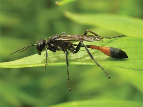 Thread-waisted wasp | insect | Britannica