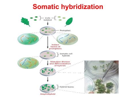 Protoplast Culture