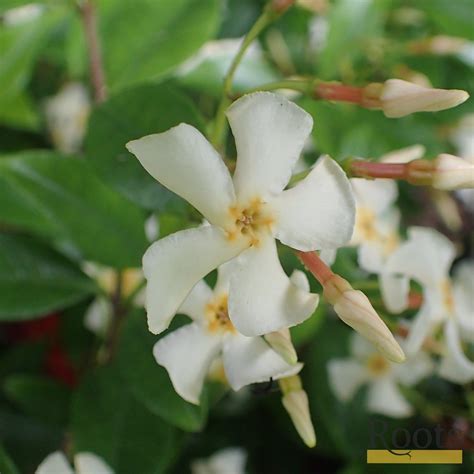 Chinese Jasmine | Trachelospermum 'Asiaticum' | On a 90cm Cane in a 3L ...