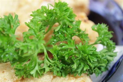 Parsley Leaves 01 Free Stock Photo - Public Domain Pictures