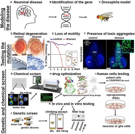 Drosophila melanogaster as a model to study autophagy in ...