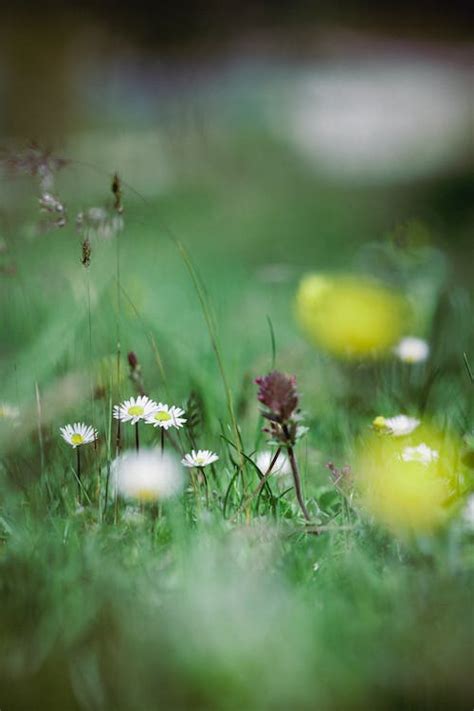 Wildflowers in the Grass · Free Stock Photo