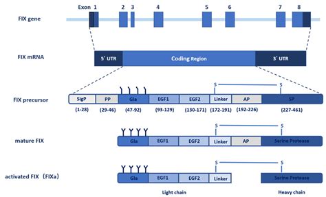 IJMS | Free Full-Text | The Molecular Basis of FIX Deficiency in Hemophilia B