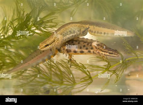 Male palmate newt (Lissotriton helveticus) and smooth (common) newt ...