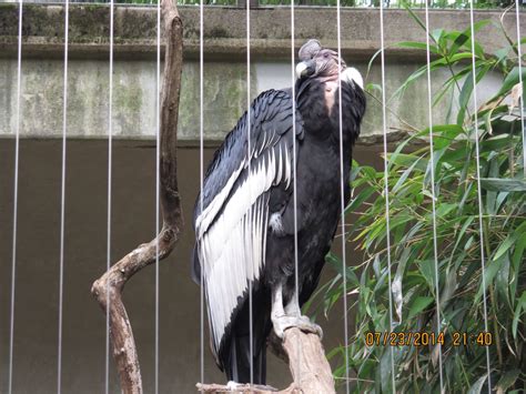 #birds at the #bronxzoo I don't remember what it is | Bronx zoo, Animals, Bald eagle