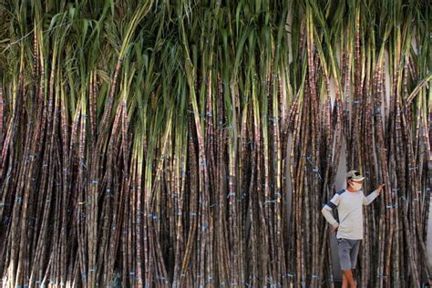 Produksi Gula Turun 0,79% Tiap Tahun, RNI Optimalisasi Kebun Tebu - Korporasi Katadata.co.id