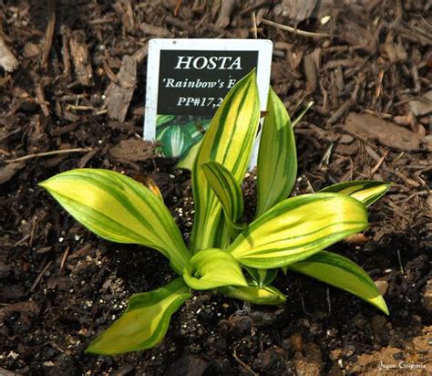 mini hosta - rainbow's end | Hosta gardens, Hosta plants, Shade plants