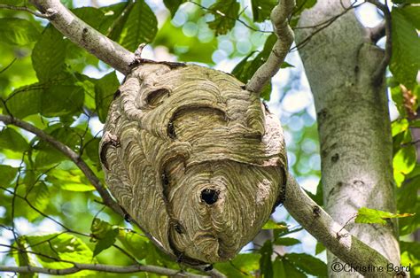 Hornets building their nest! | Many beautiful nature trails … | Flickr