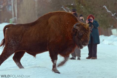 Bison Safari - Wild Poland