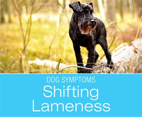 Shifting Lameness in Dogs: Symptoms to Watch for in Your Dog