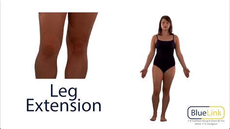 Leg Flexion Extension - YouTube