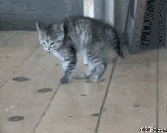 Cat Jumping GIF - Find & Share on GIPHY