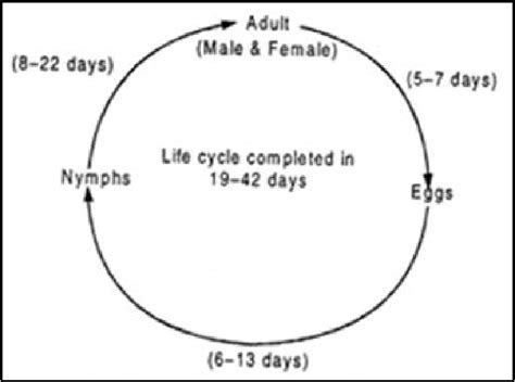 3: The Life Cycle of the Leafhopper. | Download Scientific Diagram