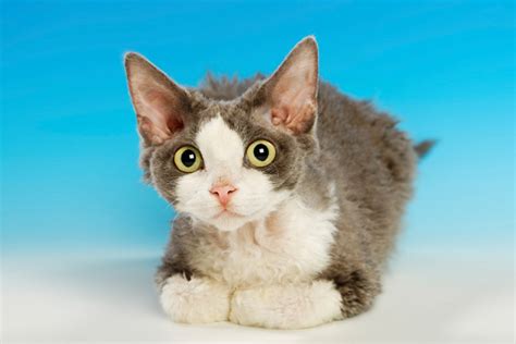 Devon Rex Cat Breed Information - Vetstreet | Vetstreet