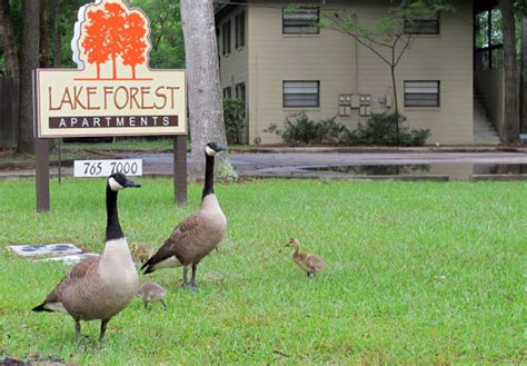 Lake Forest | Apartments in Jacksonville, FL | RENTCafe