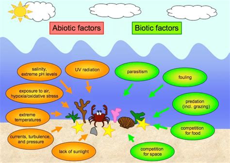 Biotic And Abiotic Ecosystem Drawing