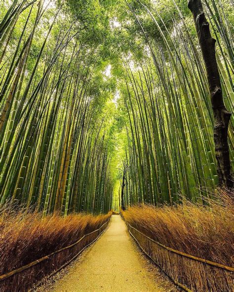 Sagano Bamboo Forest, Arashiyama, Kyoto, Japan | 竹林の道, 日本・京都, 美しい景色