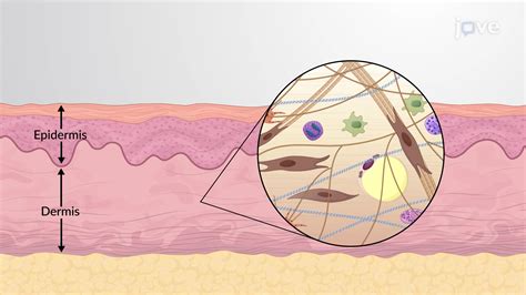 Integumentary System Tattoos